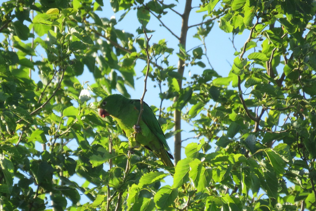 Белоглазая аратинга - ML643849687