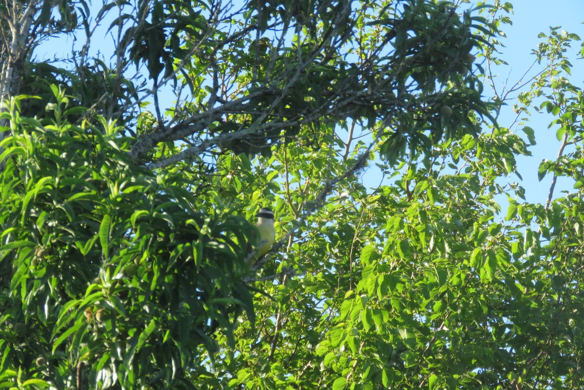 Белоглазая аратинга - ML643849688