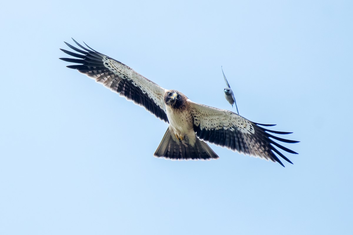 Бахим бүргэд - ML643849715