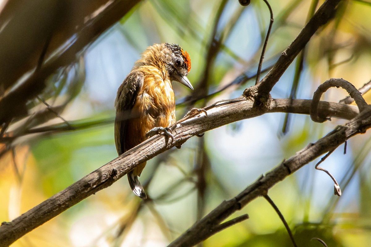Ochraceous Piculet - ML643849716