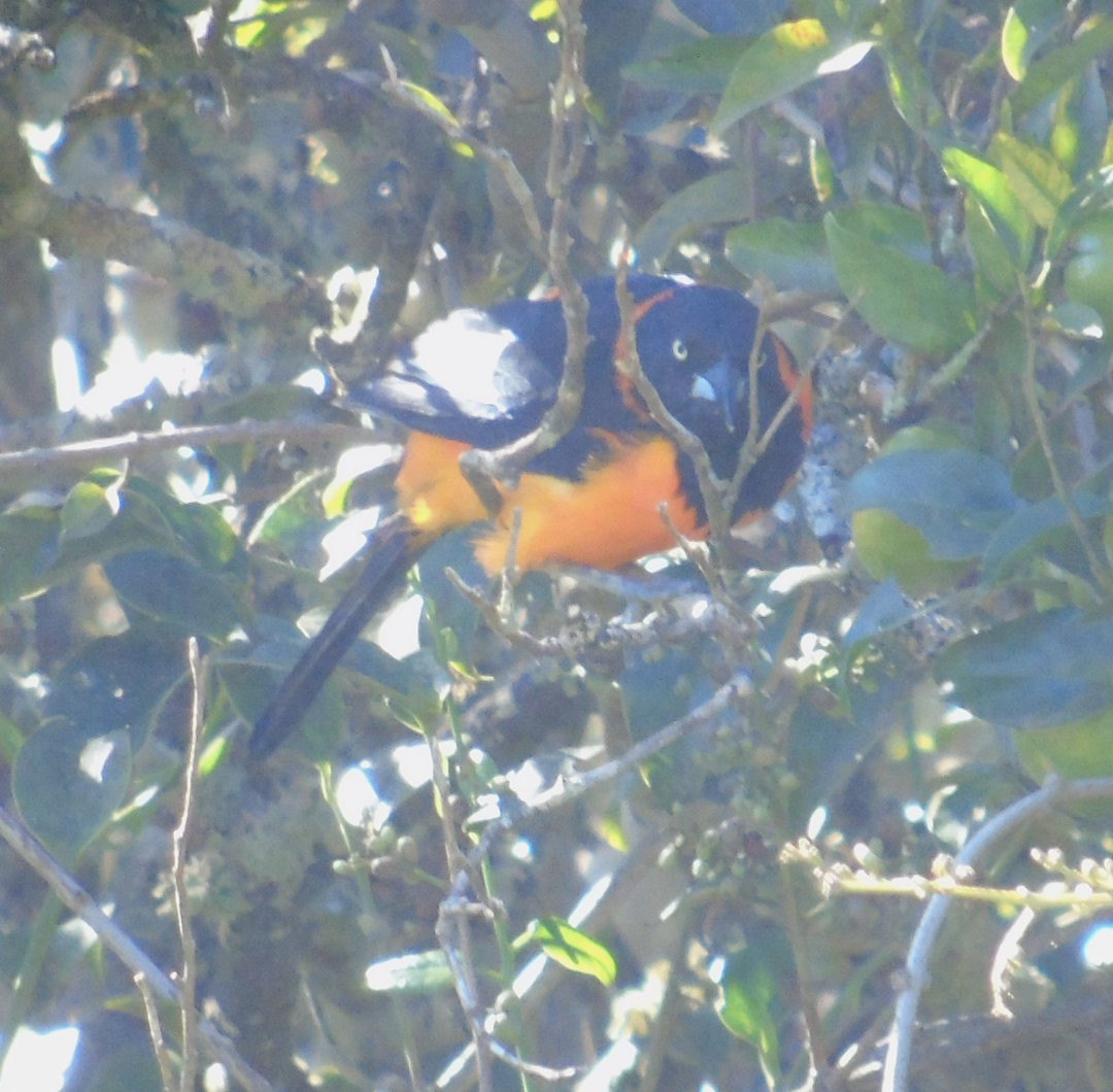 Campo Troupial - ML643849722