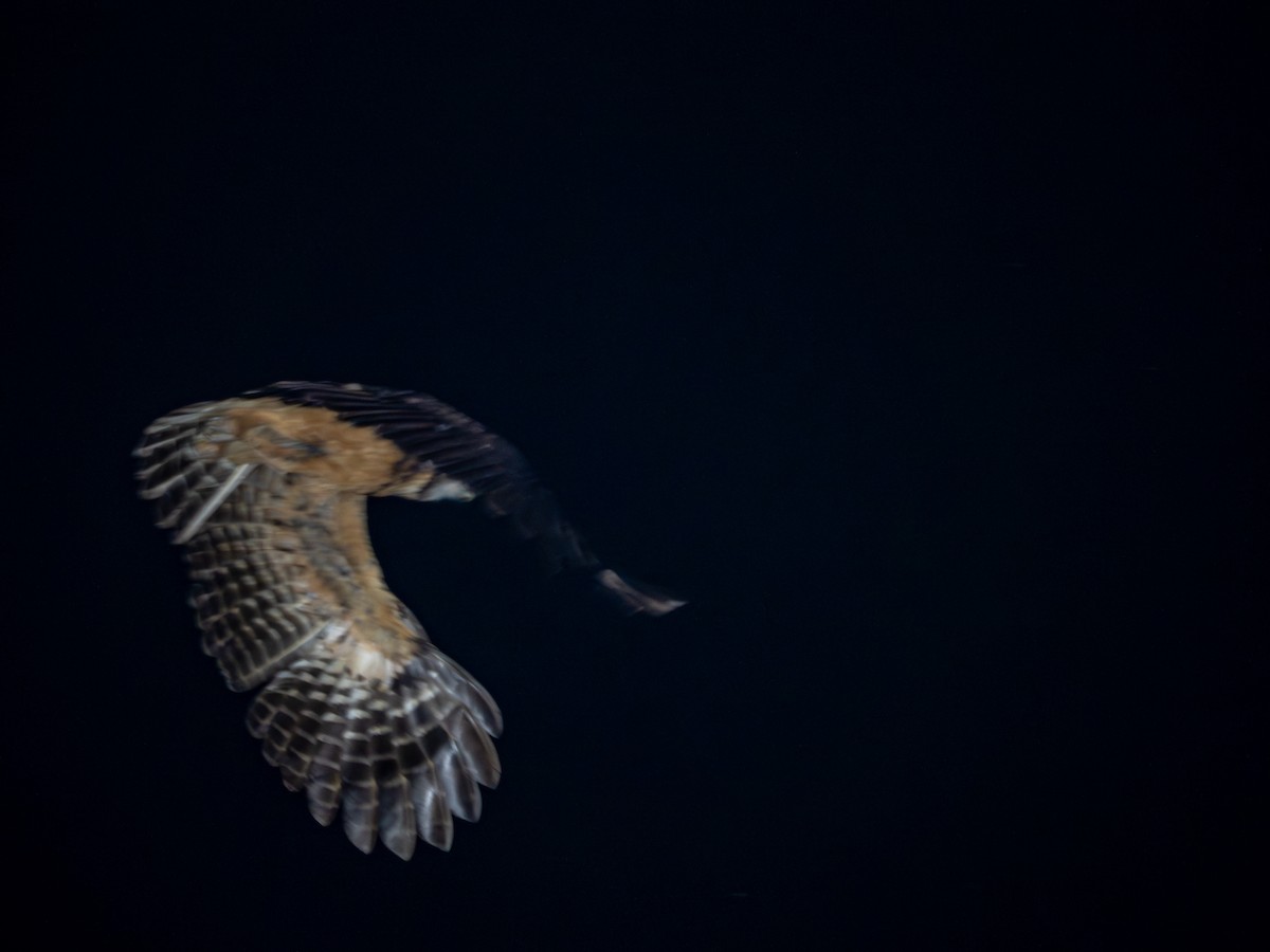 キマユメガネフクロウ - ML643849747