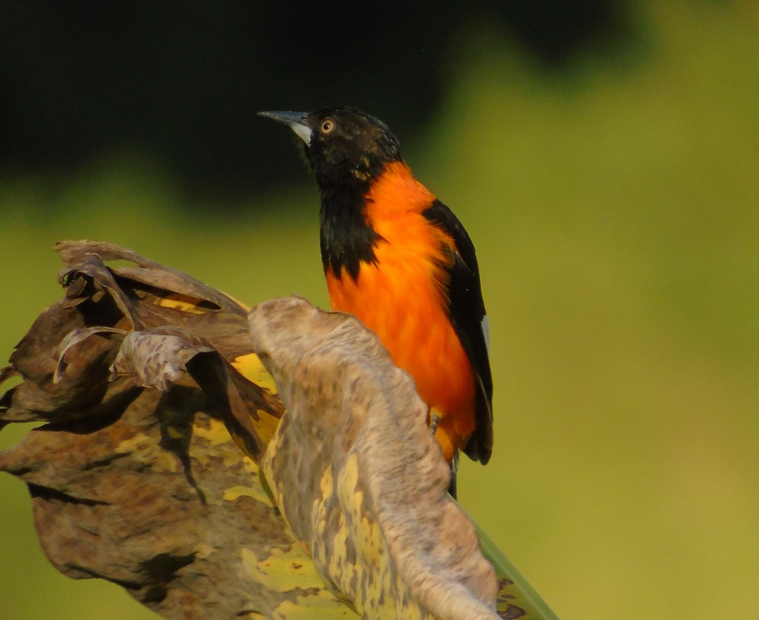 Campo Troupial - ML643849768