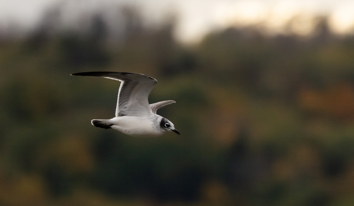 Franklin's Gull - ML643849769