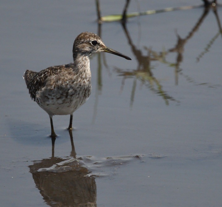 Bruchwasserläufer - ML643849773