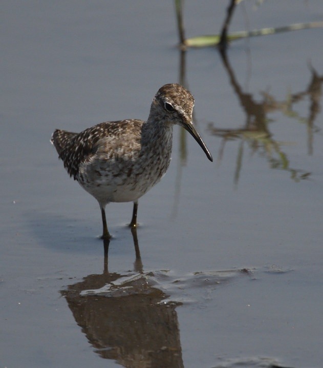 Bruchwasserläufer - ML643849779