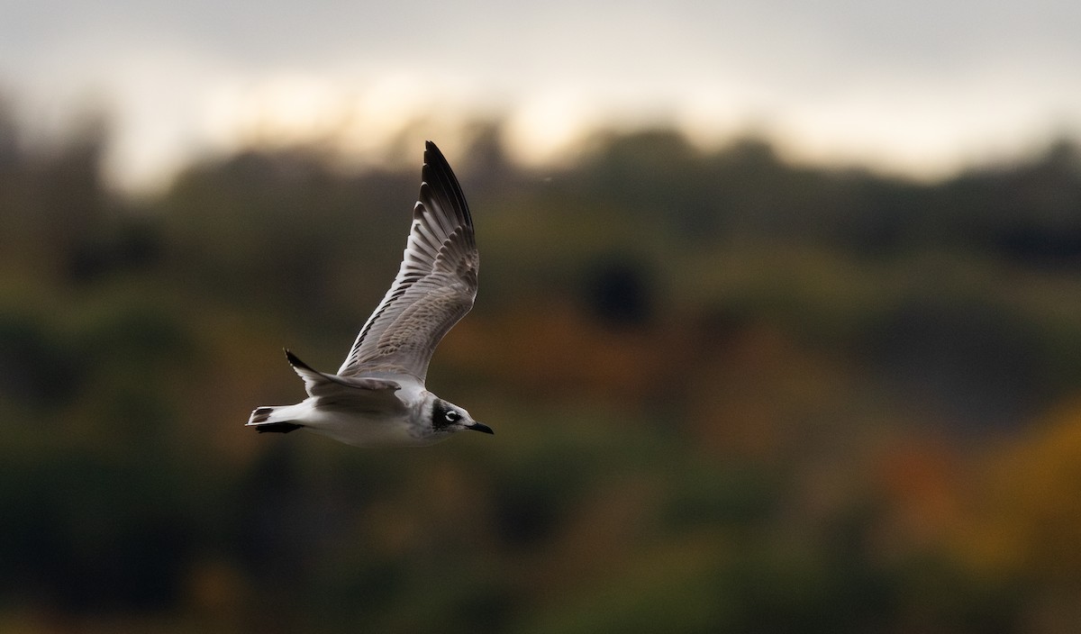 Franklin's Gull - ML643849783