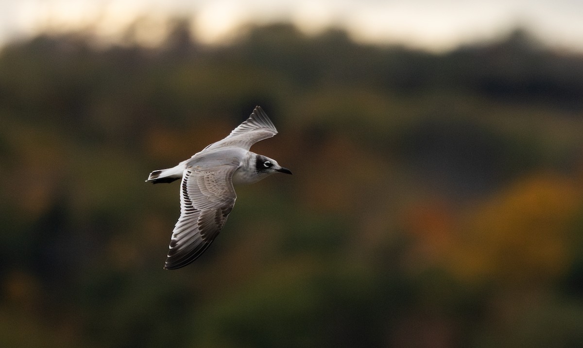 Franklin's Gull - ML643849784