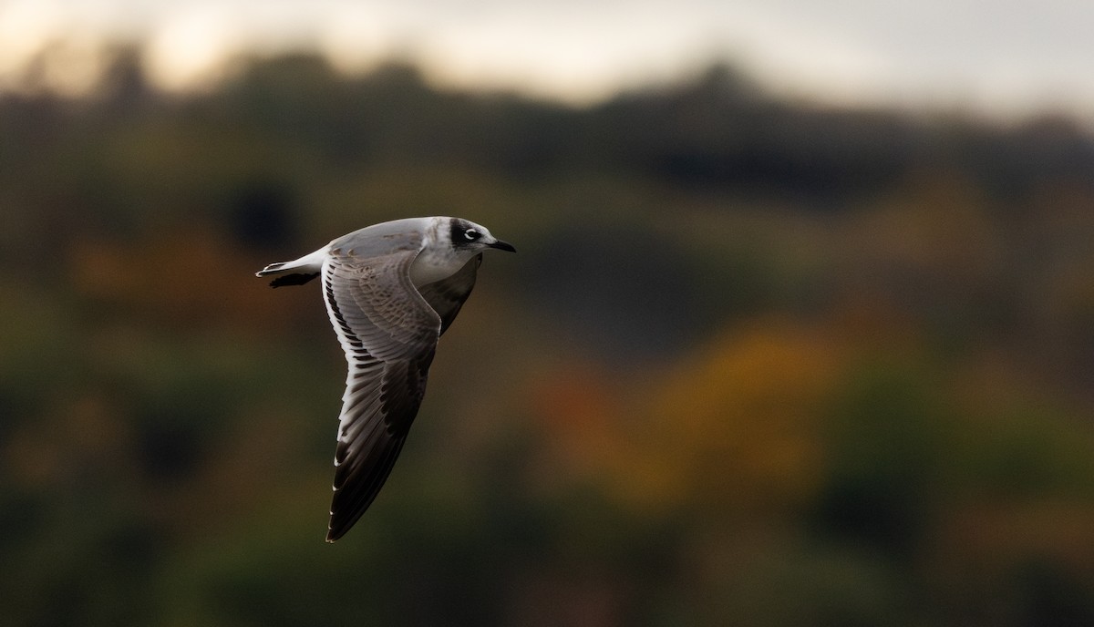 Franklin's Gull - ML643849785
