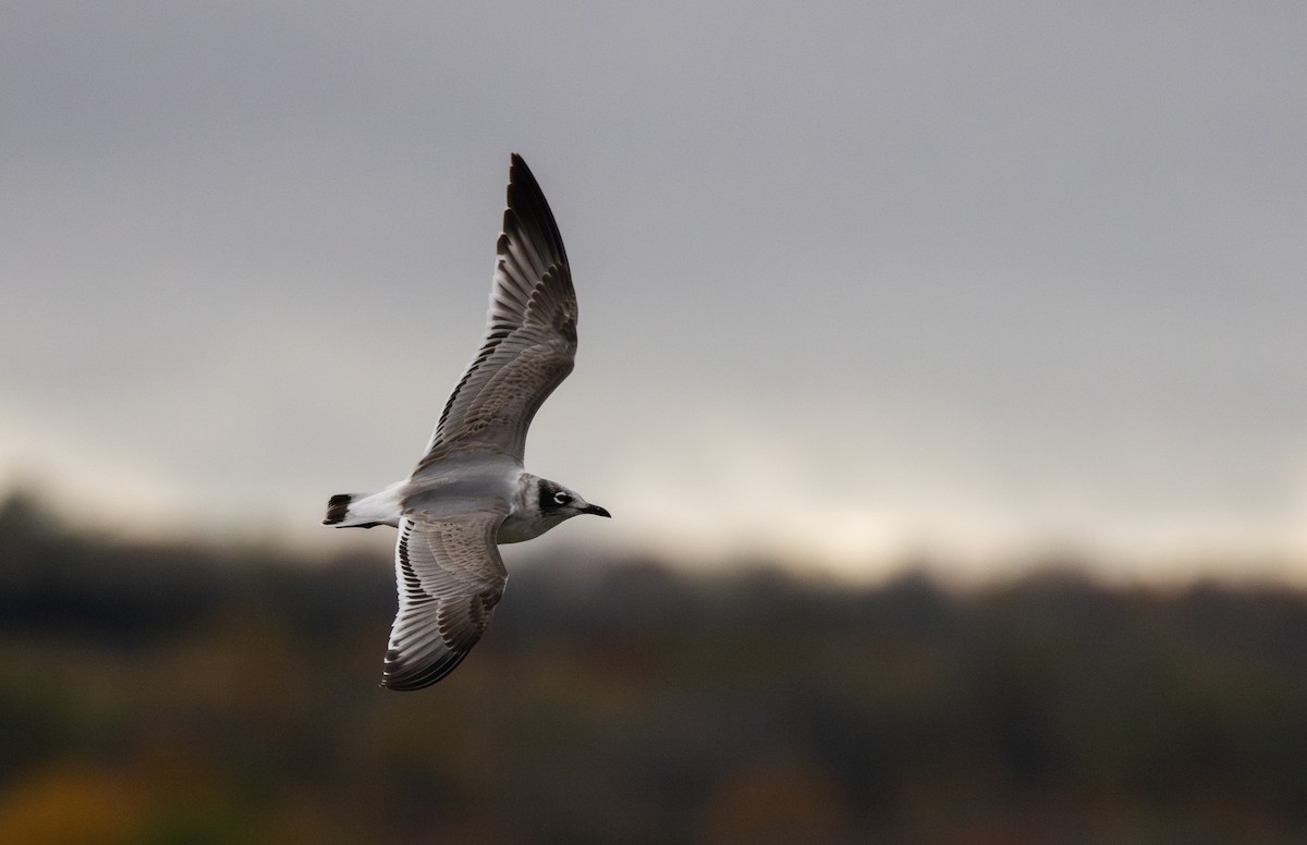 Franklin's Gull - ML643849786