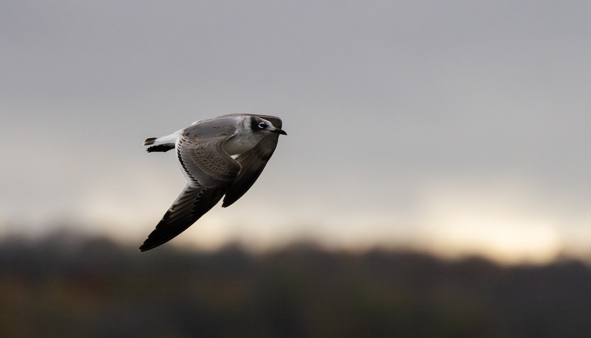 Franklin's Gull - ML643849795