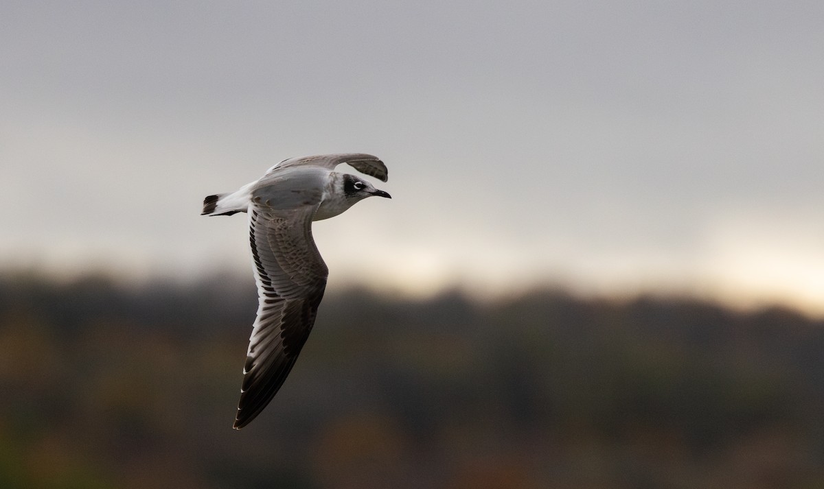 Franklin's Gull - ML643849796