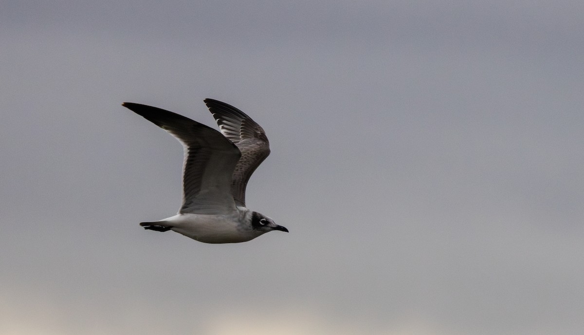 Franklin's Gull - ML643849800
