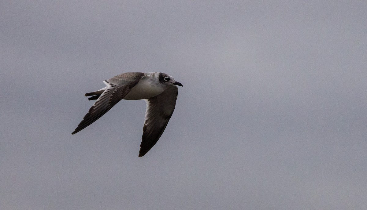 Franklin's Gull - ML643849802