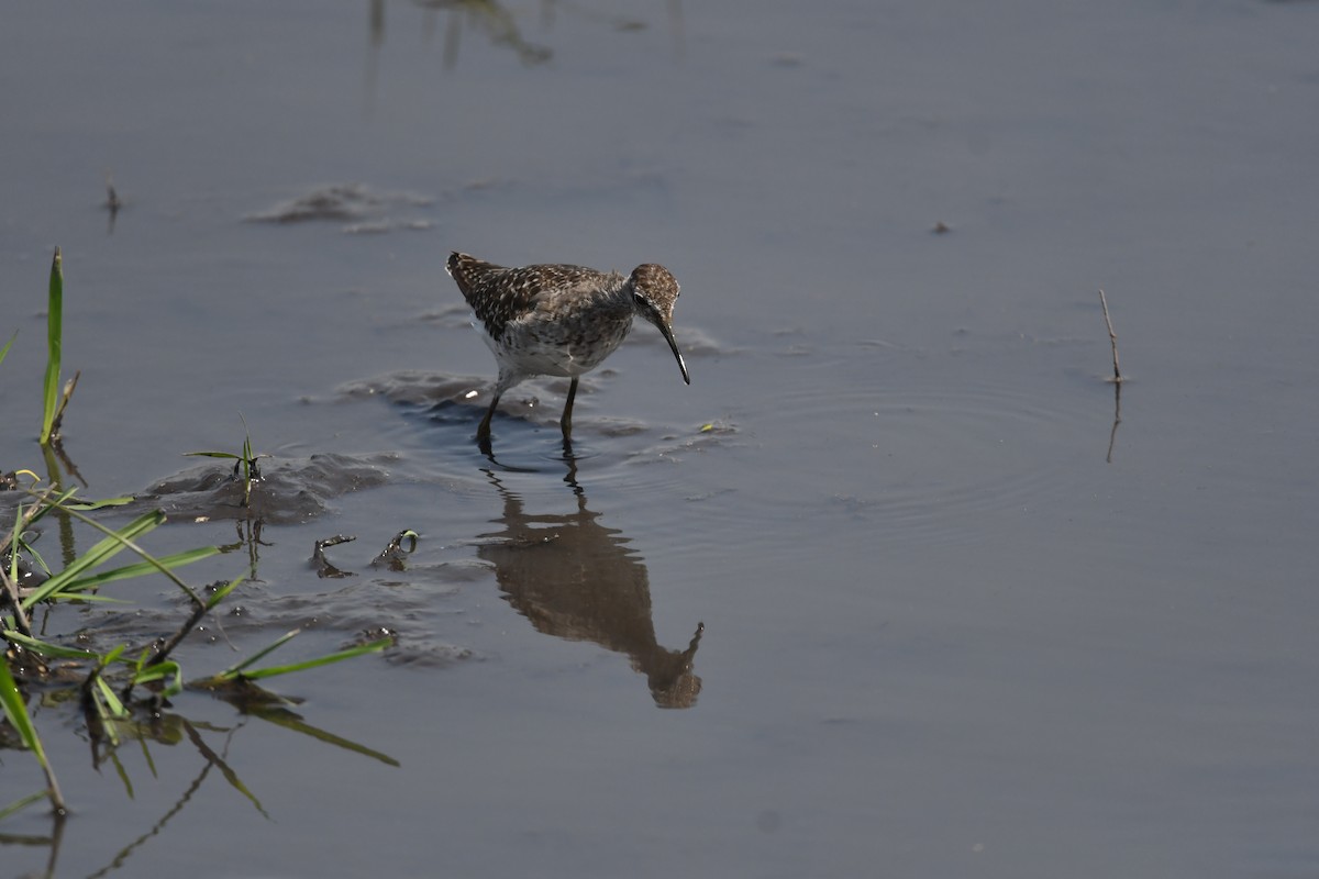 Bruchwasserläufer - ML643849803