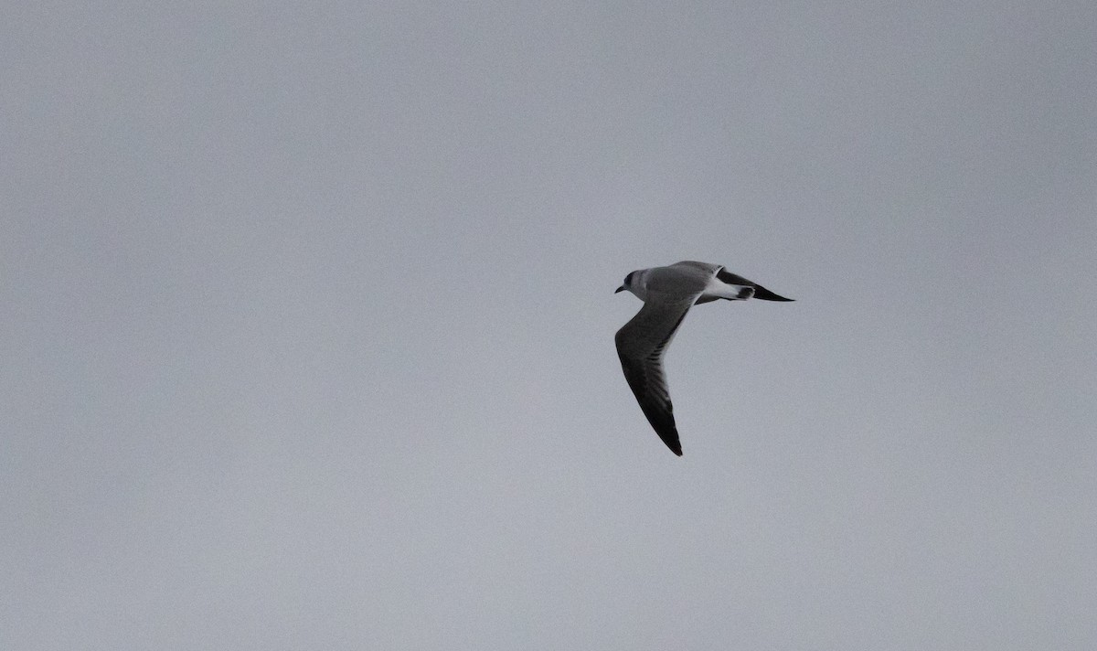Franklin's Gull - ML643849806