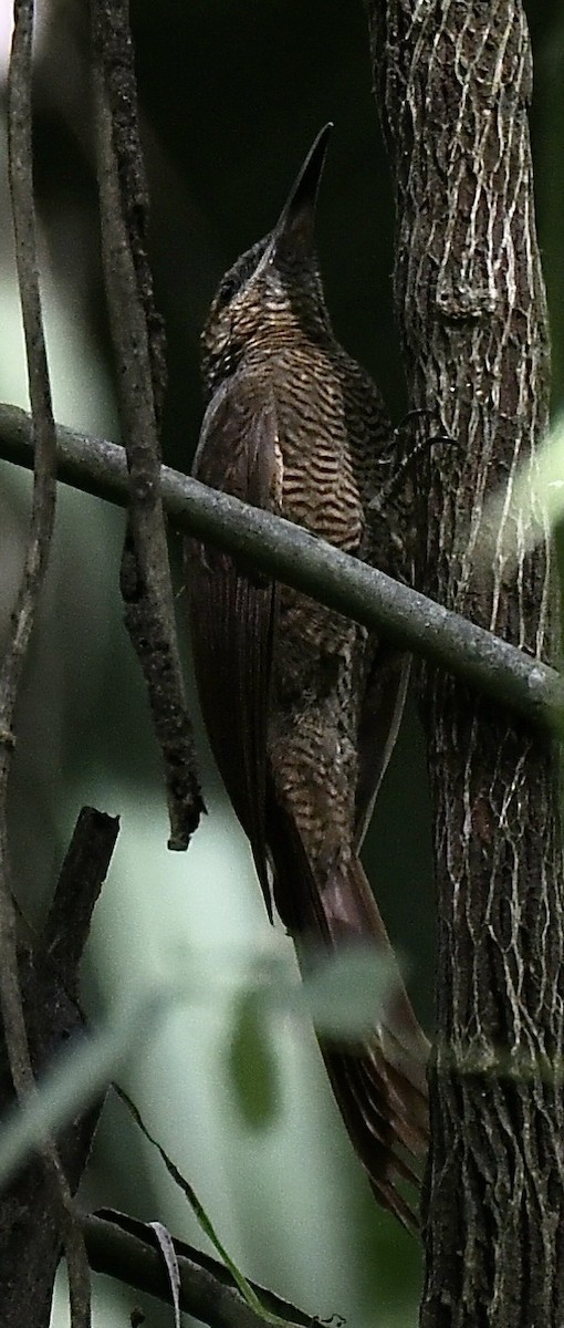 Grimpar vermiculé - ML643849808