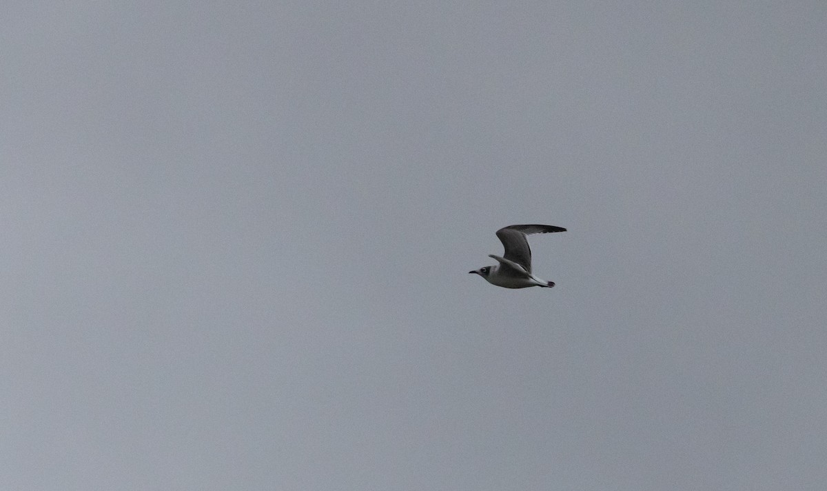Franklin's Gull - ML643849809