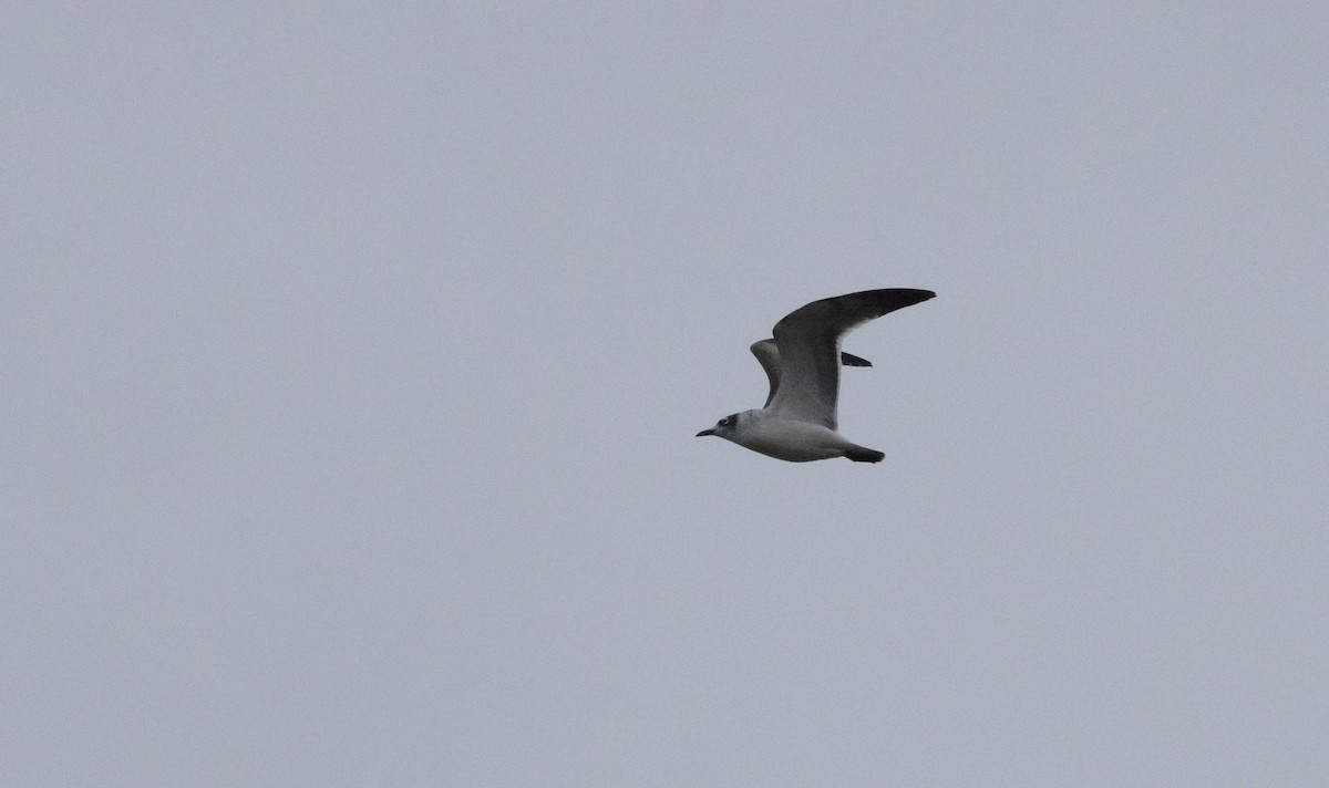 Franklin's Gull - ML643849819