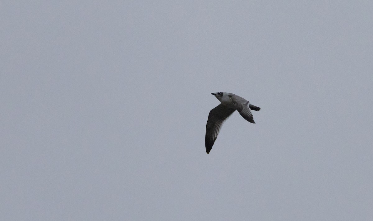 Franklin's Gull - ML643849820