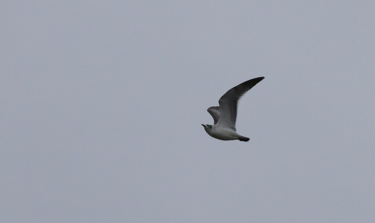 Franklin's Gull - ML643849830
