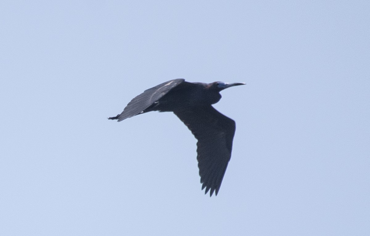 Little Blue Heron - ML643849834