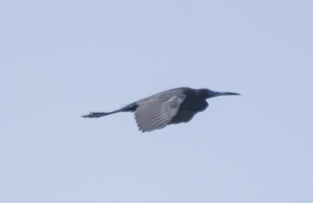 Little Blue Heron - ML643849835