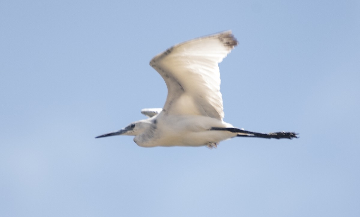 Little Blue Heron - ML643849836