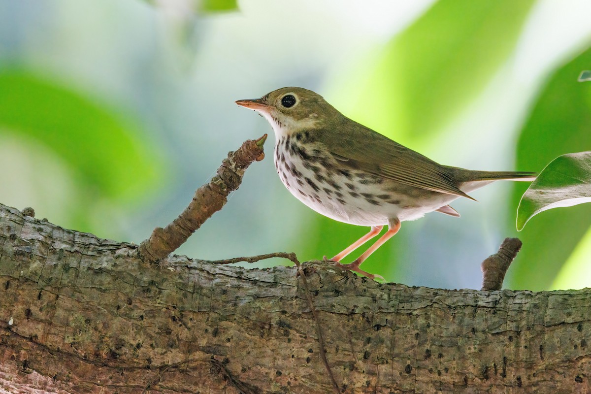 Ovenbird - ML643849842