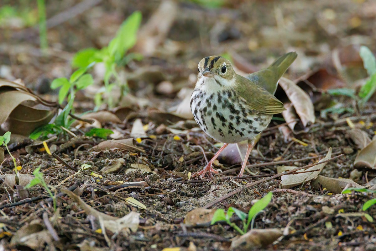 Ovenbird - ML643849843