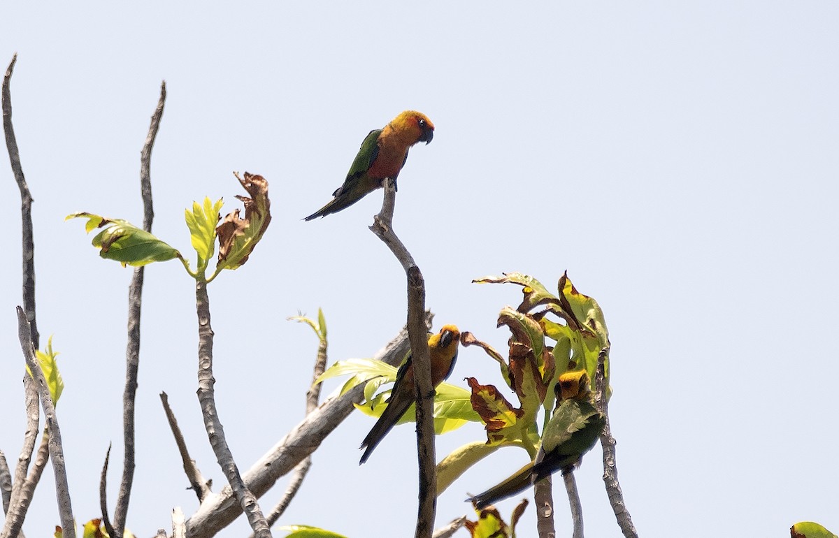 Jandaya Parakeet - ML643849848