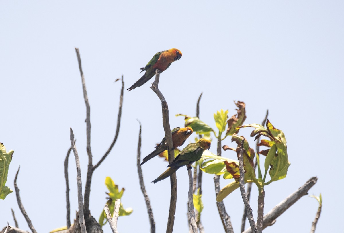 Jandaya Parakeet - ML643849849