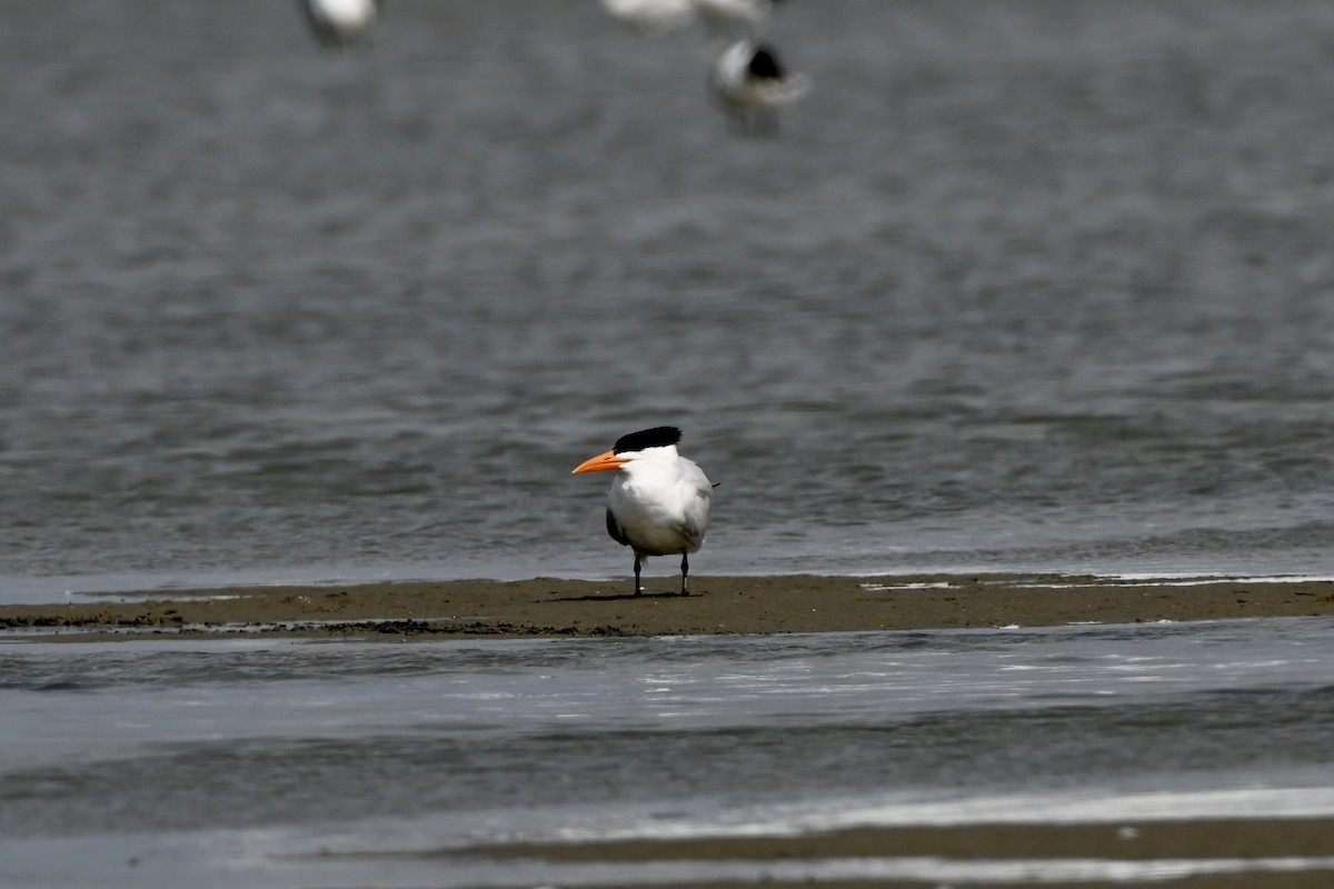 Royal Tern - ML643849859