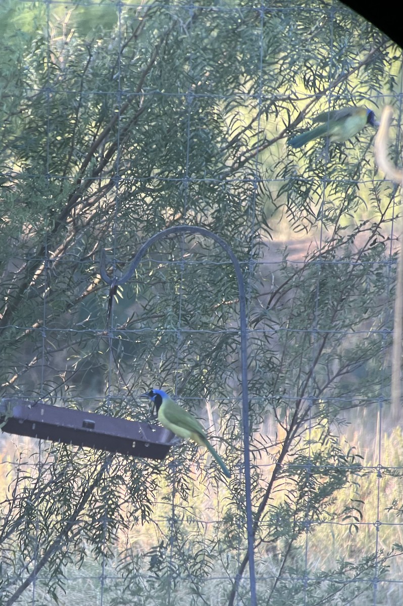 Green Jay - ML643849862