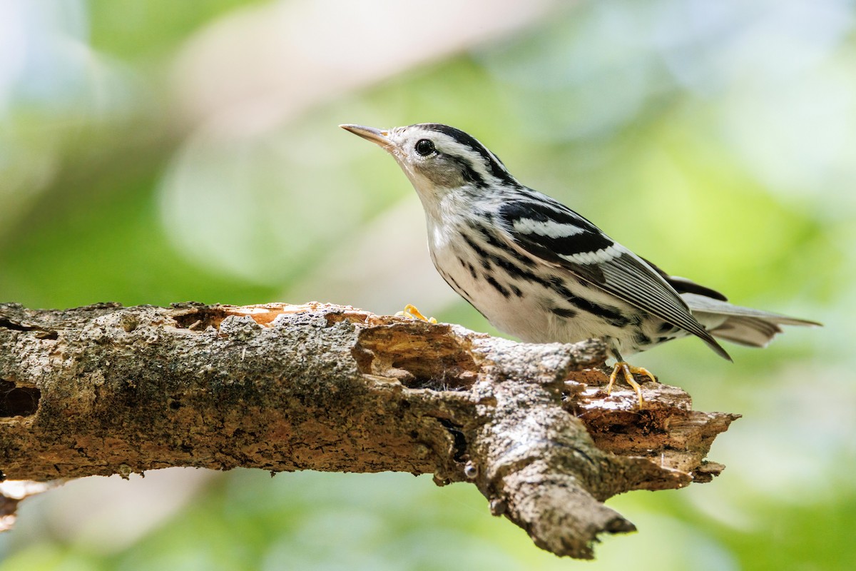 Black-and-white Warbler - ML643849863