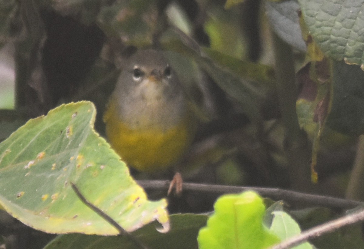 kjerrparula - ML643849864