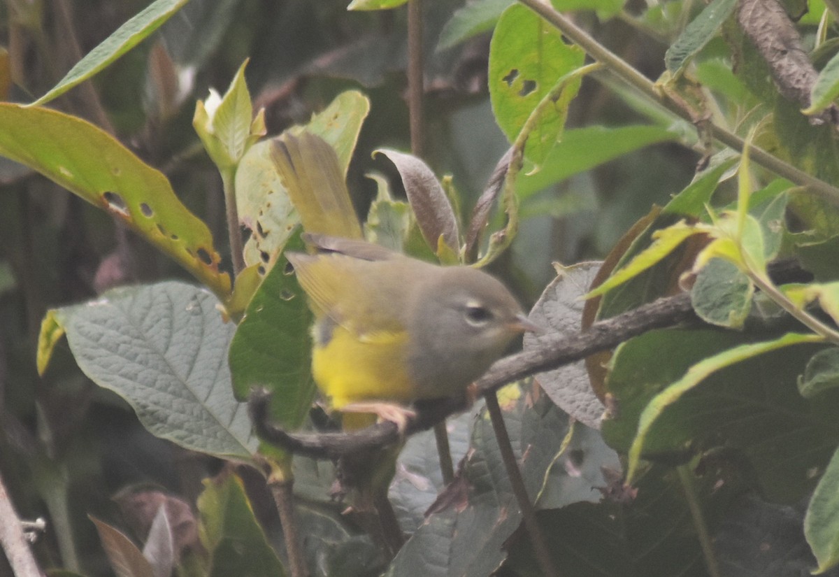 kjerrparula - ML643849866