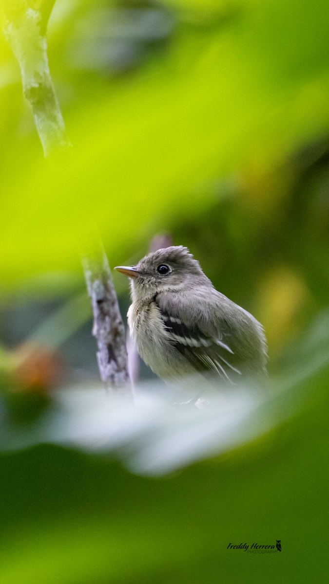 Yellow-bellied Flycatcher - ML643849869