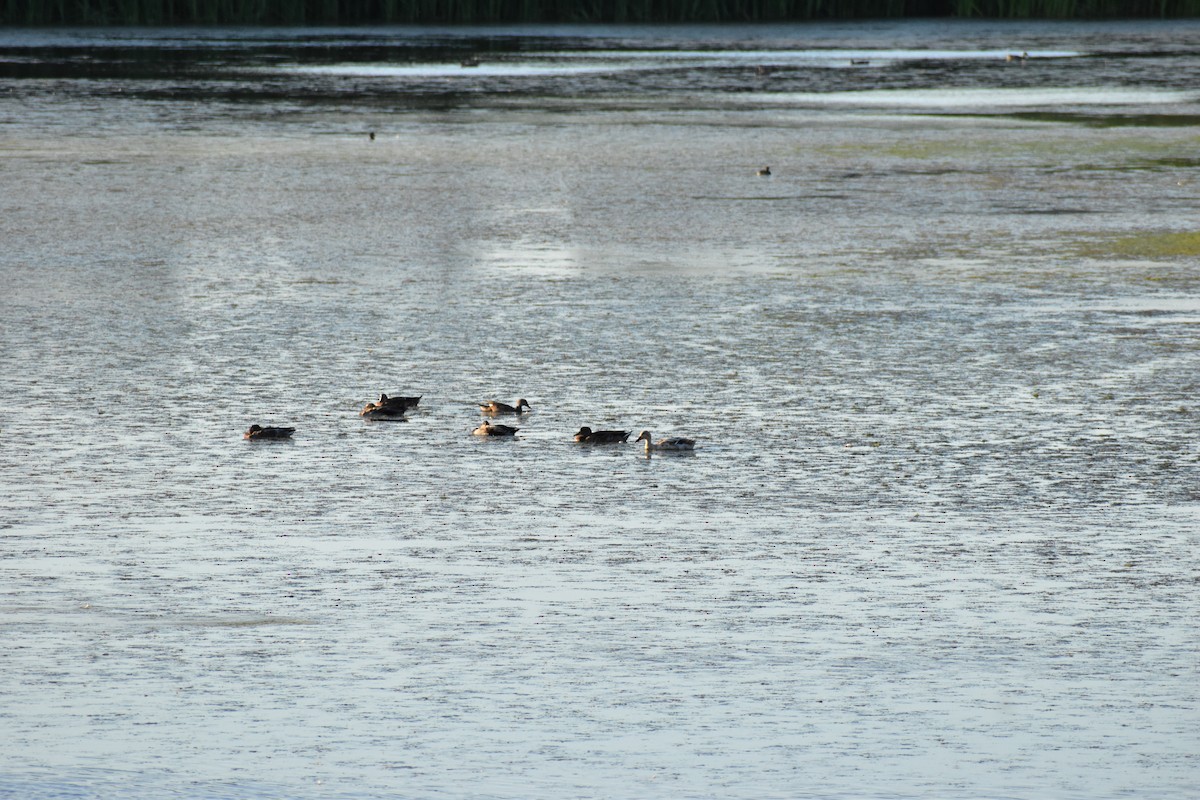 duck sp. - ML643849872