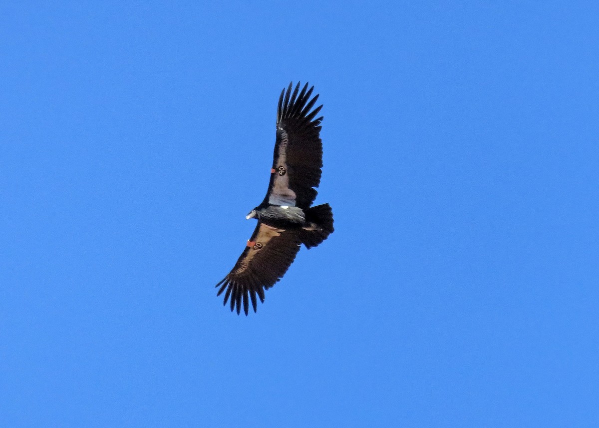 Condor de Californie - ML643849875