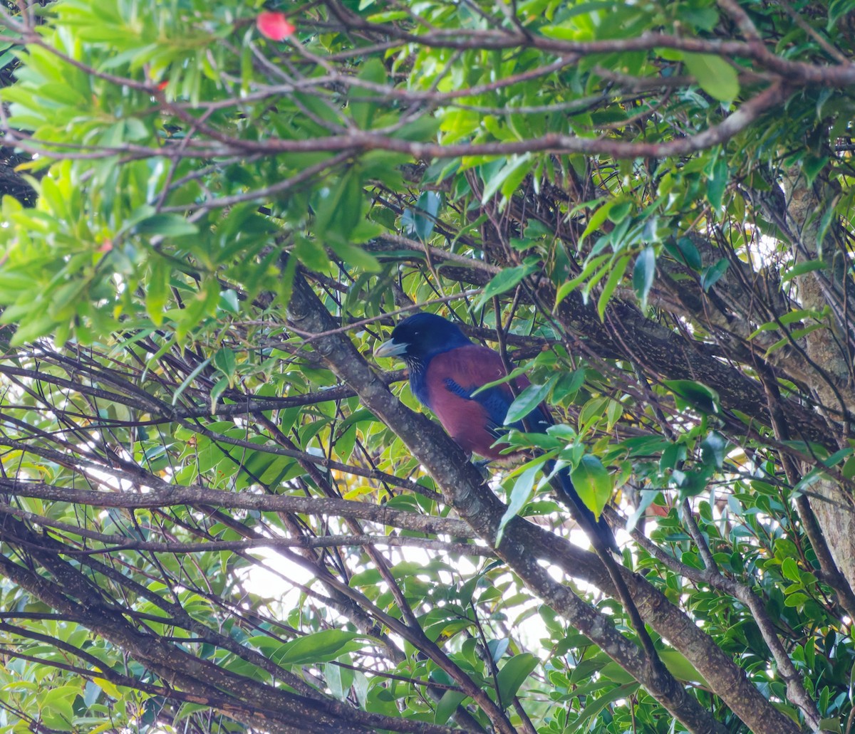 Lidth's Jay - ML643849880