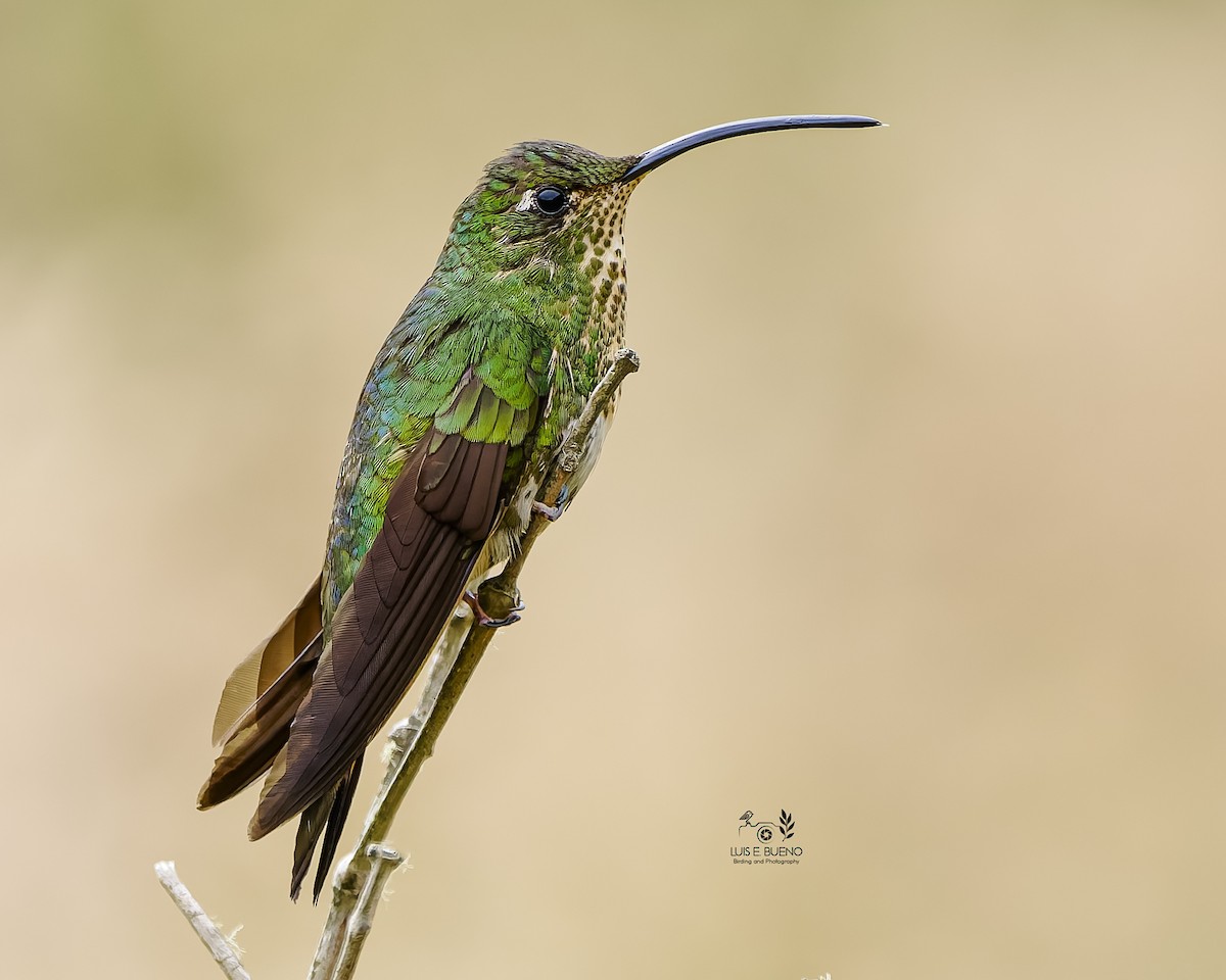 Mountain Velvetbreast - ML643849889