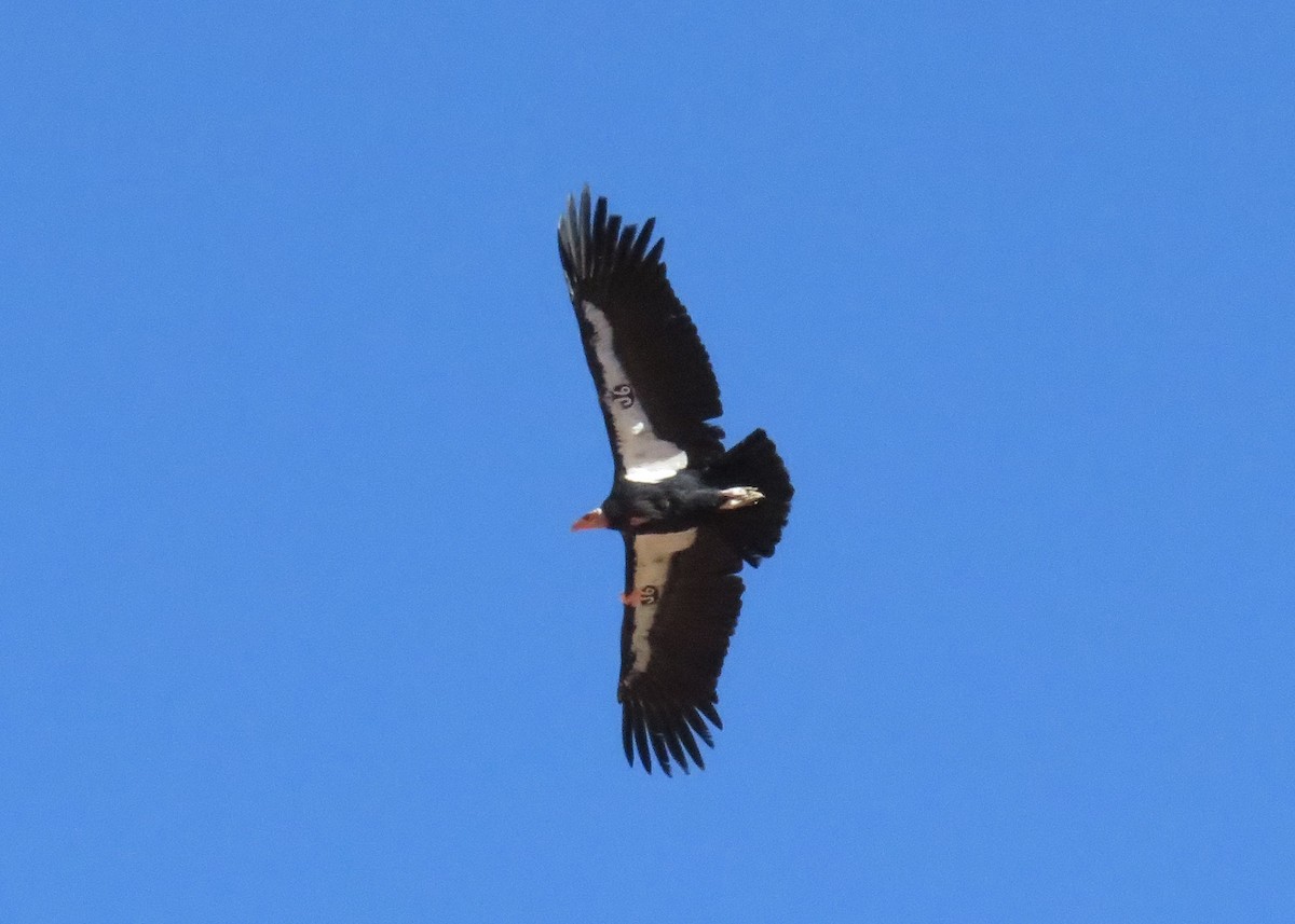 Condor de Californie - ML643849894