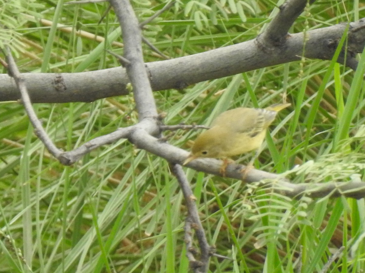 Yellow Warbler (Northern) - ML643849902
