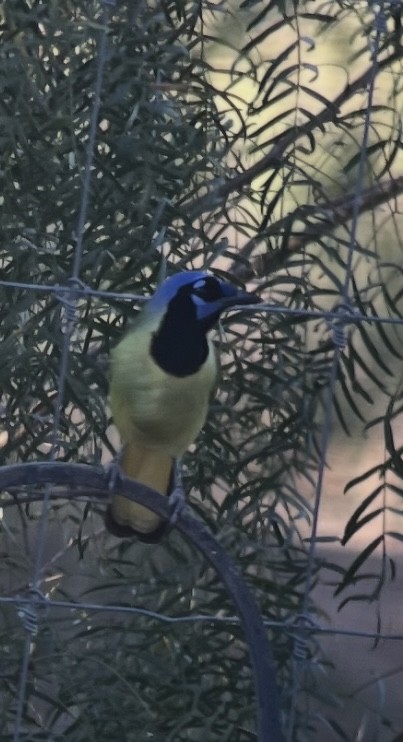 Green Jay - ML643849909