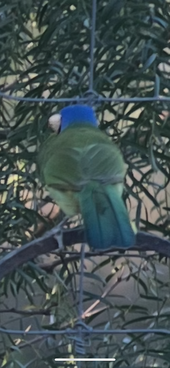 Green Jay - ML643849910