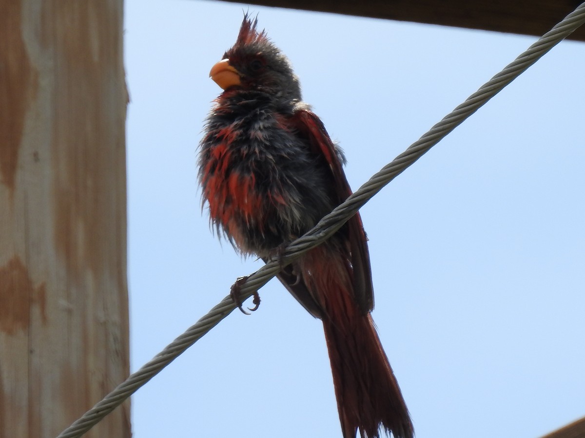 Pyrrhuloxia - ML643849915