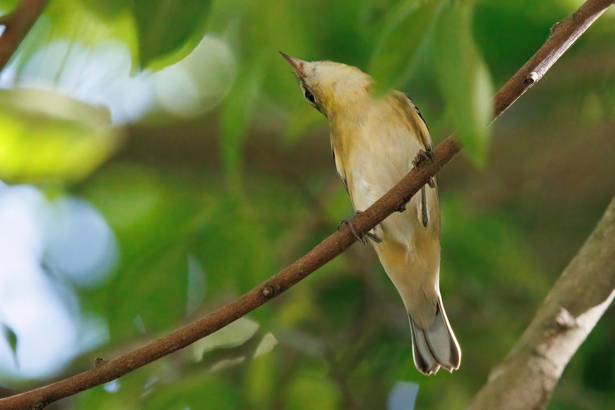 Bay-breasted Warbler - ML643849916