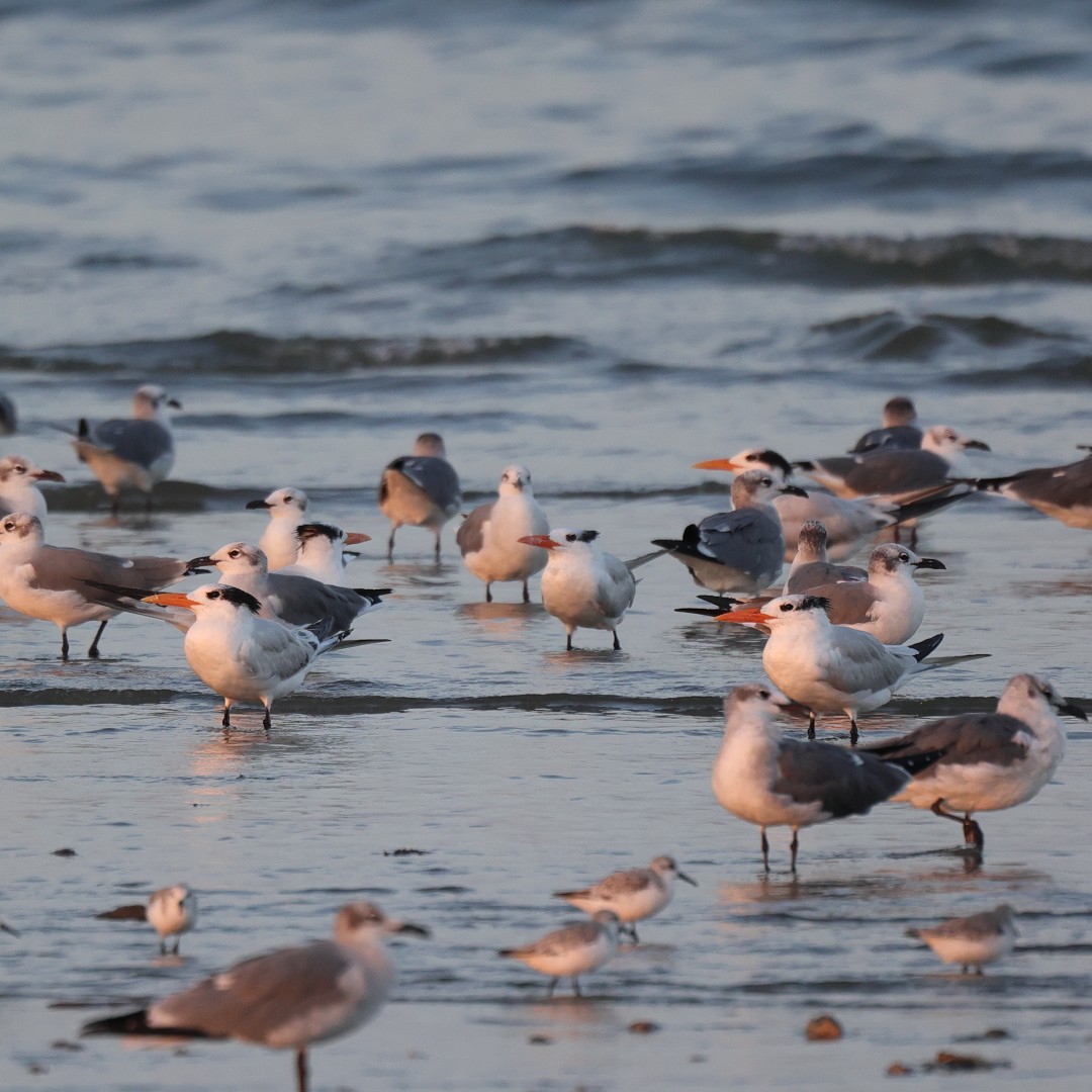 Royal Tern - ML643849945