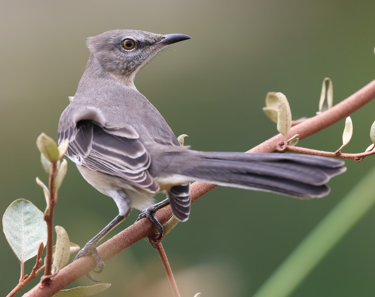 Northern Mockingbird - ML643849949